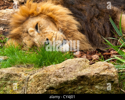 Schlafende männliche afrikanische Löwe Panthera Leo in Gefangenschaft bei Bristol Zoo England UK Stockfoto