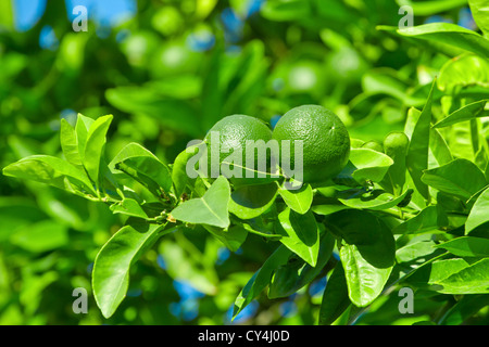 Unreife grüne Orangen an einem Ast hängen Stockfoto