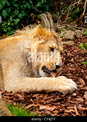 Weibliche afrikanische Löwe Panthera Leo in Gefangenschaft bei Bristol Zoo England UK Stockfoto