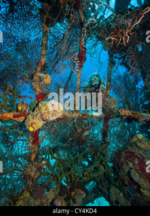 Scuba Diver späht durch das marine Leben wachsen auf den Tränen von Allah Schiffbruch Stockfoto