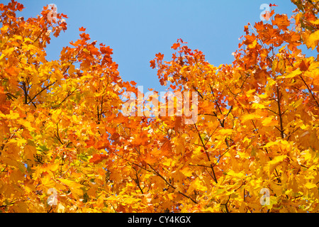 Gelbe Ahornblätter herbstliche Hintergrund Stockfoto