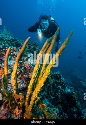 Scuba Diver wirft ein Licht auf Schwämmen vor der Küste von Panama Stockfoto