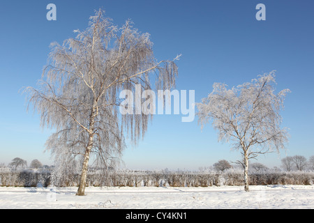 Englische Landschaft mit zwei Frost bedeckt Birke Bäume Hecken und Tiefschnee unter strahlend blauem Himmel Stockfoto