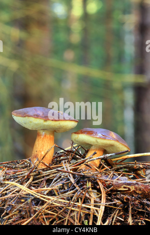 zwei braune Pilze wachsen in Kiefernnadeln im Wald Stockfoto