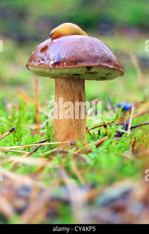Boletus Badius - wächst in Moos im Wald mit Schnecke Stockfoto