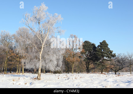 Ein englischer Winter Landschaft mit tiefen Schnee und frost bedeckten Bäume unter strahlend blauem Himmel Stockfoto