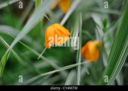 Semi-close-up orange walisischen Mohn unter Zier Gräser Meconopsis Cambrica Stockfoto