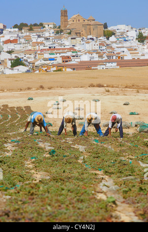 Montilla, Pedro Ximenez Wein-Trauben in der "Pasera" während des Trocknungsprozesses, Montilla-Moriles Bereich, Provinz Córdoba, Andalusien Stockfoto