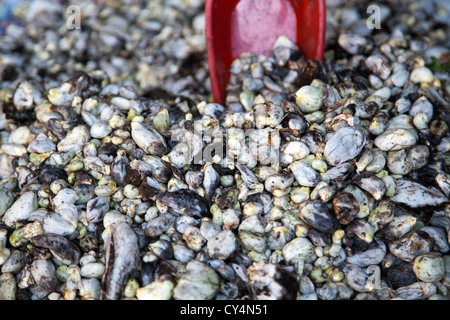 Huitlacoche oder Mais Smut auf Jamaika Markt in Colonia Jamaika im Venustiano Carranza Stadtteil von Mexiko-Stadt Stockfoto