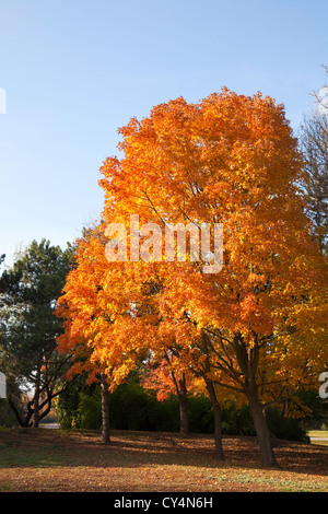 Ahorn hell Herbst Farbe zeigen Stockfoto
