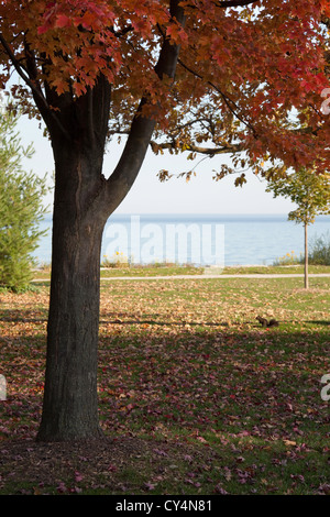 Herbst-Farbe mit einem Eichhörnchen im Hintergrund Stockfoto