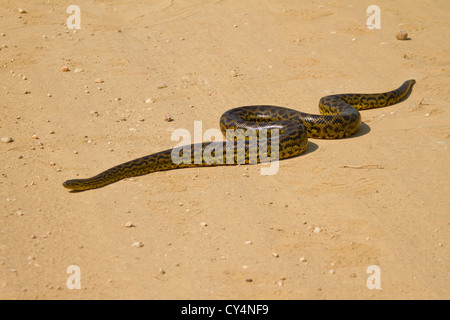 Gelbe Anakonda (Eunectes Notaeus). Paraguay-Anakonda Stockfoto