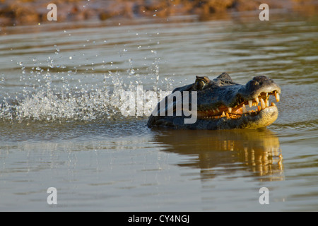 Brillentragende Kaiman (Caiman Crocodilus).  Engagiert in einem Paarungsritual bekannt als der "Bubble-Tanz" Stockfoto