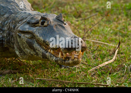 Brillentragende Kaiman (Caiman Crocodilus), auch bekannt als weiße Kaiman oder gemeinsame Kaiman Stockfoto