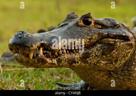 Brillentragende Kaiman (Caiman Crocodilus), auch bekannt als weiße Kaiman oder gemeinsame Kaiman Stockfoto