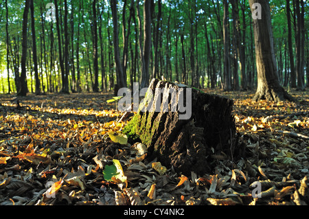 Baumstumpf im Wald Stockfoto