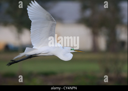 Silberreiher herumfliegen und sitzen in der Vegetation der Venedig Rookery zeigt dort Paarung Federn. Florida, USA Stockfoto