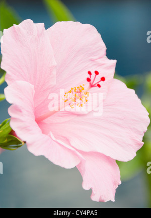 USA, Hawaii, Kauai, Nahaufnahme von rosa Hibiskus Stockfoto