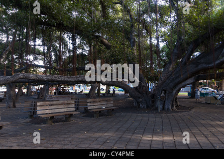 Elk284-4153 Hawaii, Maui, Lahaina, Banyan Tree Square, größte Banyanbaum in USA, 1873 Stockfoto