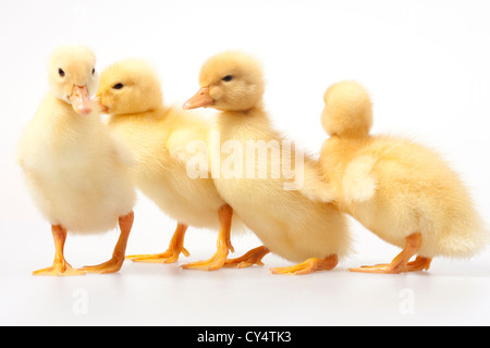 Niedlichen Küken gehen in einer Reihe, Studio gedreht Stockfoto