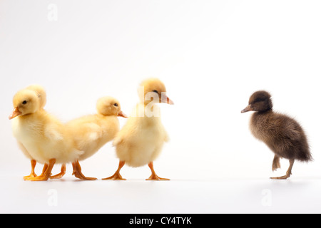 Geschichte vom hässlichen Entlein, Studio gedreht Stockfoto