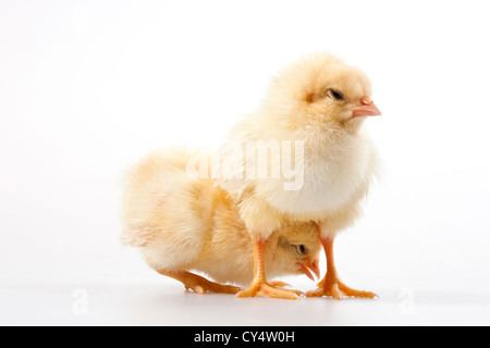 Baby Hühner zusammen zu spielen, Studioaufnahme Stockfoto