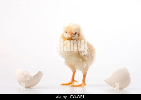 Küken aus Ei, Studio gedreht Stockfoto