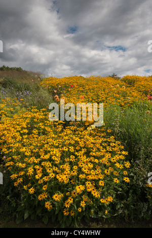 Eine Bank von verschiedenen gelben Sommerblumen bei Floriade 2012 World Horticultural Expo Venlo Holland Niederlande Stockfoto
