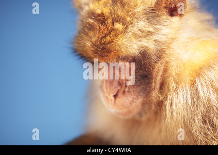 Barbary Affe, Gibraltar Stockfoto