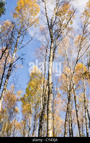 Birkenwald im Herbst. Ansicht von unten Stockfoto