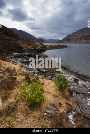 Zwei Rhododendren auf die Ufer der Barrisdale-Bucht bei Ebbe. Schottischen Highlands. Stockfoto