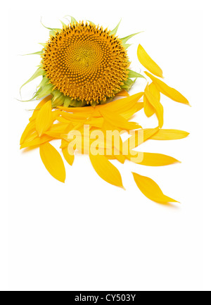 Sonnenblume Blütenblätter auf weißem Hintergrund Stockfoto