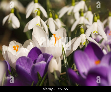 Lila und weißen Krokusse und Schneeglöckchen Makro Bild Stockfoto
