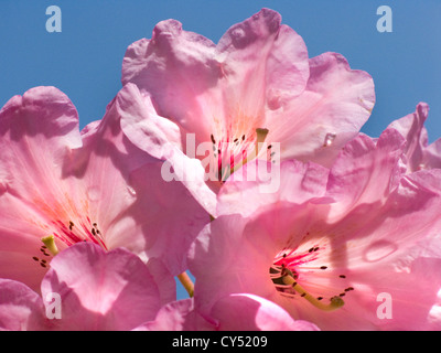 Nahaufnahme der leuchtend rosafarbenen Rhodendron-Blumen im Sonnenschein gegen einen tiefblauen Himmel Stockfoto