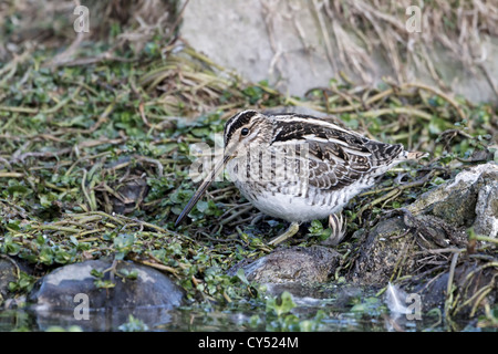 Schnepfe, Gallinago Gallinago, Erwachsener Fütterung entlang Marsh, Norfolk, Dezember Stockfoto