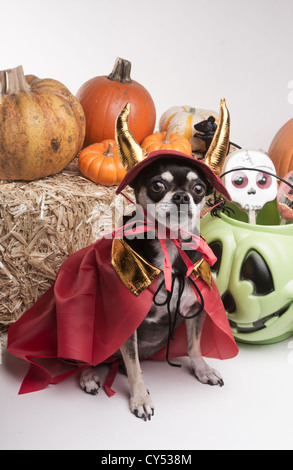 Niedliche Chihuahua gekleidet in Teufel Kostüm für Halloween Stockfoto