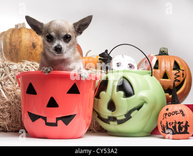 Süße Foto des winzigen Tan Chihuahua in einen Eimer mit Kürbis Süßigkeiten mit Halloween Süßigkeiten und Kürbisse Stockfoto