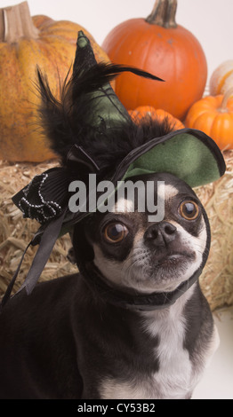 Niedliche Chihuahua gekleidet in grün Hexenhut für Halloween. Umgeben von Halloween-Kürbisse und Süßigkeiten. Stockfoto