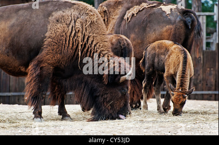 Ansicht des amerikanischen Bisons (Bison Bison) Stockfoto
