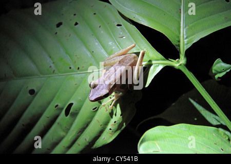 Kupfer-cheeked Frosch (Hylarana Chalconota), Sandakan, Sepilok Bezirk, Sabah, Borneo, Malaysia, Südost-Asien Stockfoto