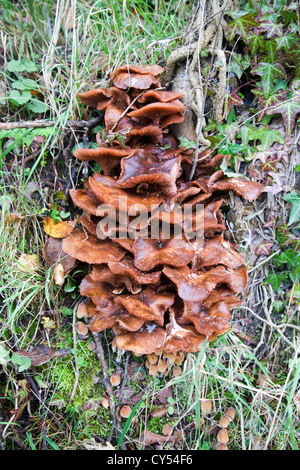 Braune Halterung Polypore Pilze wachsen auf Ulme Baumstumpf Stockfoto