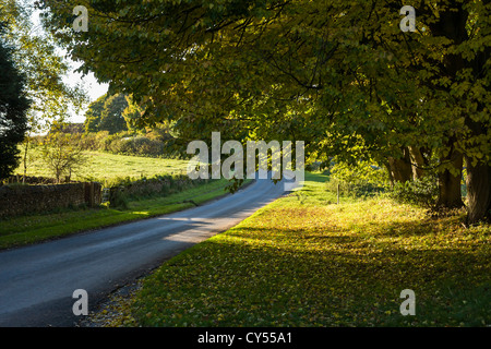 Rosskastanie Bäume in Lockton, North Yorkshire, England Stockfoto