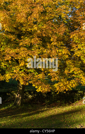 Rosskastanie Bäume in Lockton, North Yorkshire, England Stockfoto