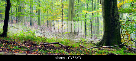 Mischwald (Buche, Hainbuche und Eiche) an einem nebligen Tag, Herbst, Saarland / Deutschland Stockfoto