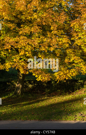 Rosskastanie Bäume in Lockton, North Yorkshire, England Stockfoto