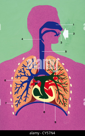 Atemwege. Schematische Zeichnung. Zeichnung. Farbe. Stockfoto