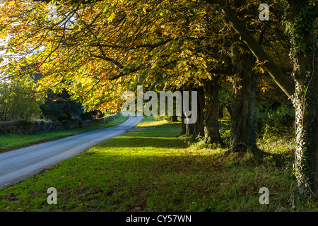 Rosskastanie Bäume in Lockton, North Yorkshire, England Stockfoto