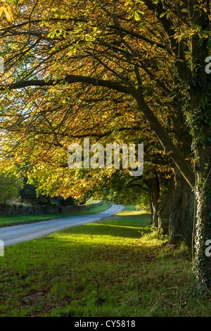 Rosskastanie Bäume in Lockton, North Yorkshire, England Stockfoto