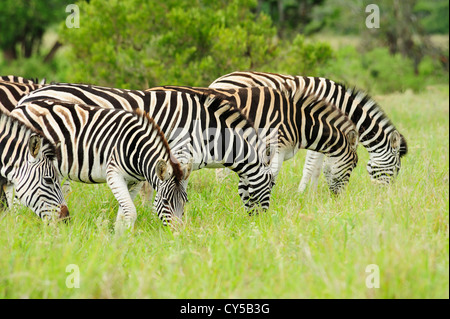Herde von Burchell Zebras grasen im Addo Elephant National Park, Eastern Cape, Südafrika Stockfoto