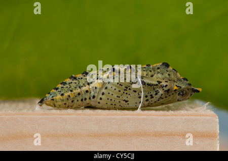 Großer weißer Schmetterling Chrysalis Stockfoto